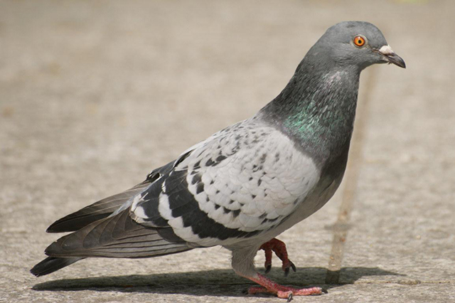 Pigeons Pest Control of Chicago
