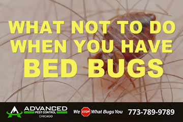 Dos and donts bed bug treatment in chicago Illinois