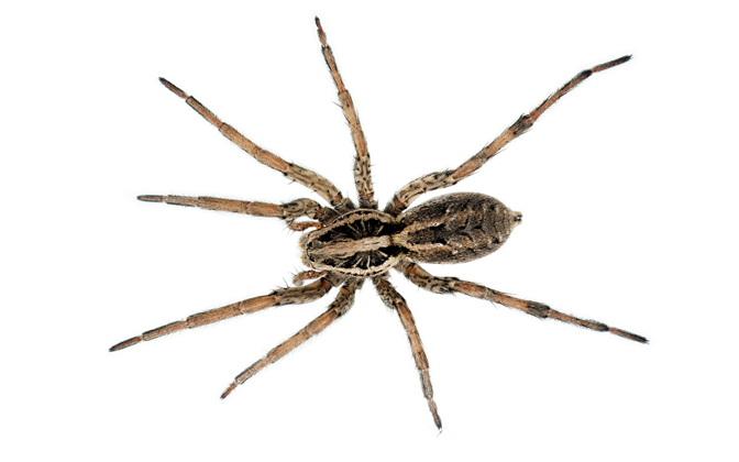 Wolf Spiders  Miche Pest Control